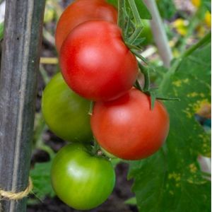 Tomato 'Shirley' (AGM) (9cm Pot)